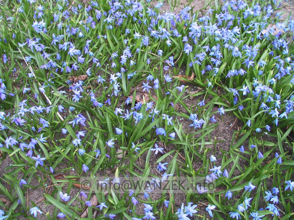 Scilla sibirica 01.JPG